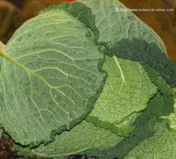 cabbage leaves