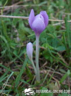 Colchicum autumnale