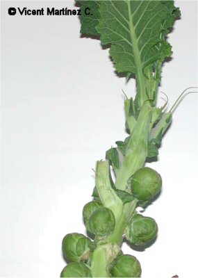 Brussels sprouts