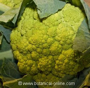 Picture of cauliflower