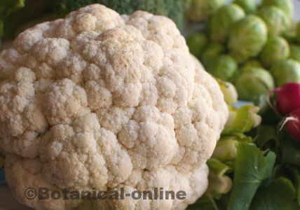 Cauliflower