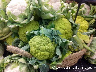 Cauliflowers in a market