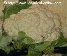 cauliflower