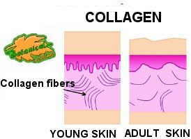Collagen in the skin