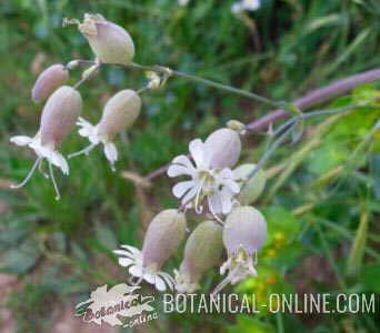 Silene vulgaris pendulous flowers