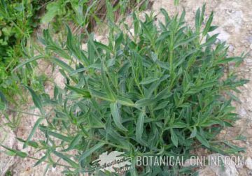 Silene vulgaris plant without flower. Only leaves or foliage