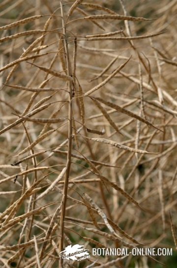 Rapeseed inflorescence with dry fruits