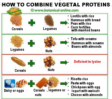 vegetal-protein-combinations