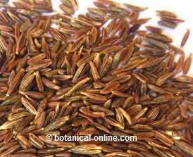 Cumin seeds