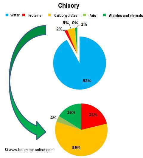 Chicory composition