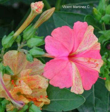 Mirabilis jalapa- Marvel of Peru