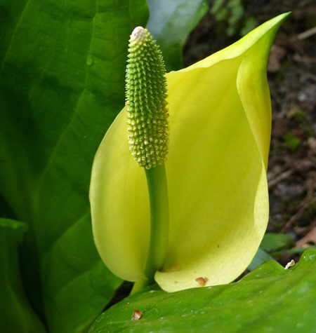 Flower contest july of 2018