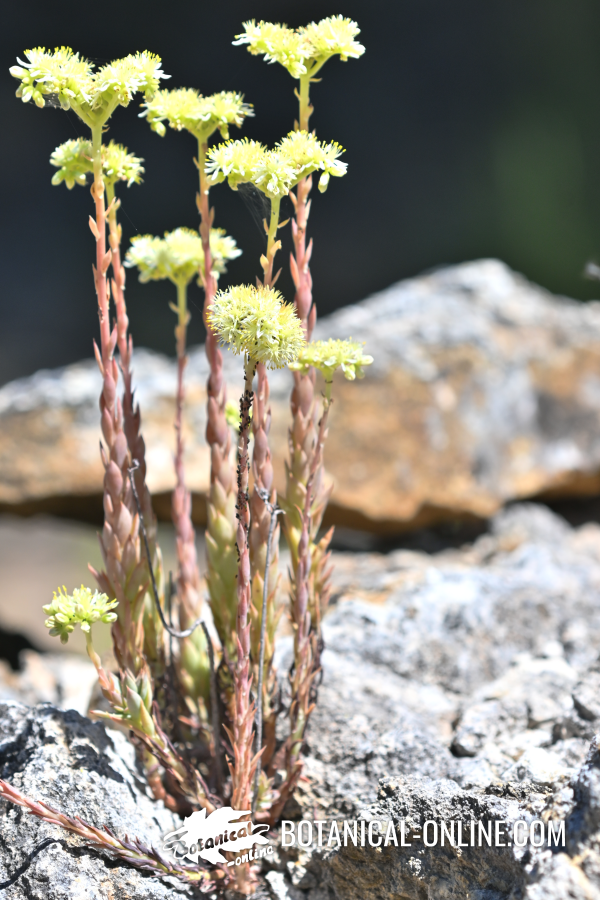 Flower contest july of 2020