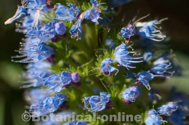 Flower contest march of 2016