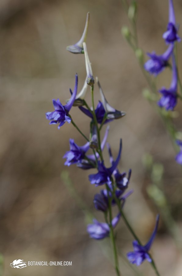 Flower contest may of 2021