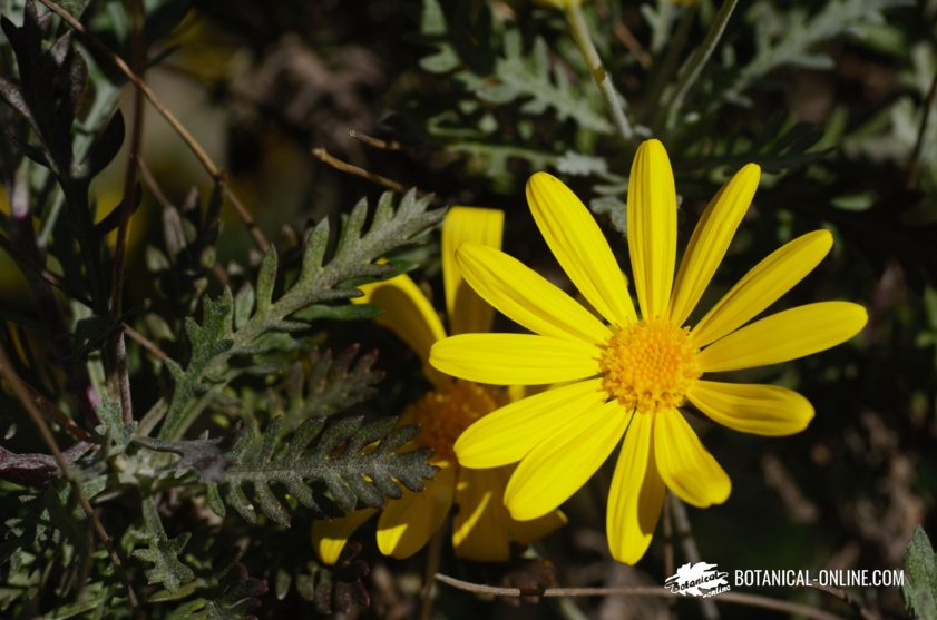 Flower contest january of 2021