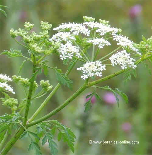 Conium maculatum flowers