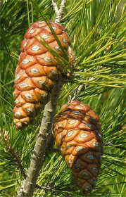 Photo of pine cones and leaves of Aleppo pine 