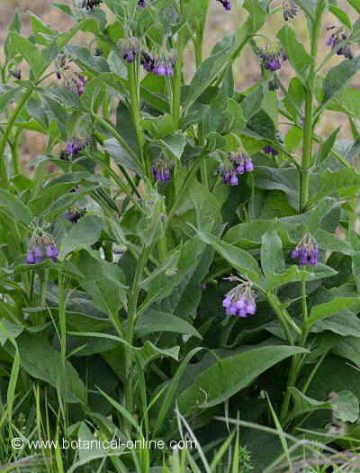 comfrey