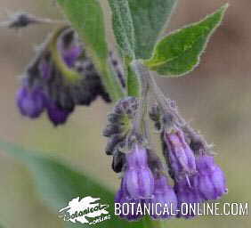 comfrey