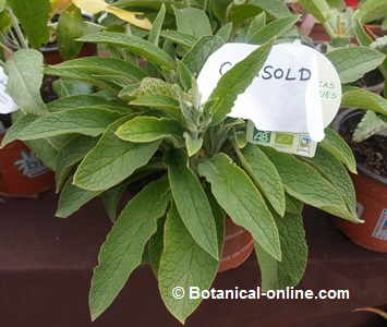 comfrey plant in a garden store