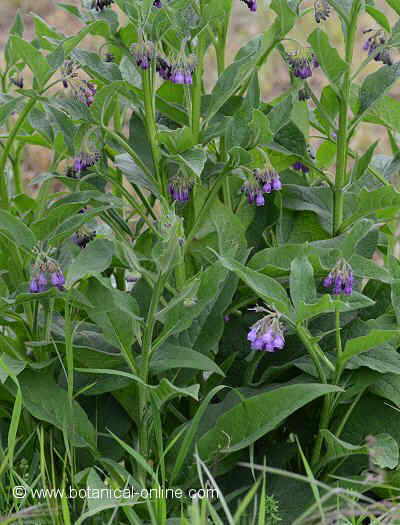 comfrey plant with flowers