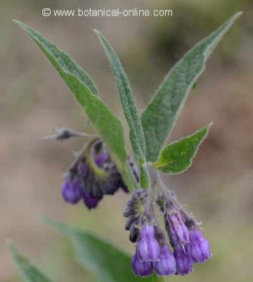 comfrey