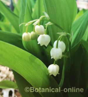 convallaria