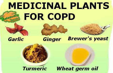 plants and supplements that are usually used in the natural treatment of chronic obstructive disease 