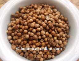 coriander