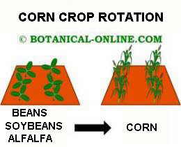 Crop rotation of maize with beans, soybeans or alfalfa