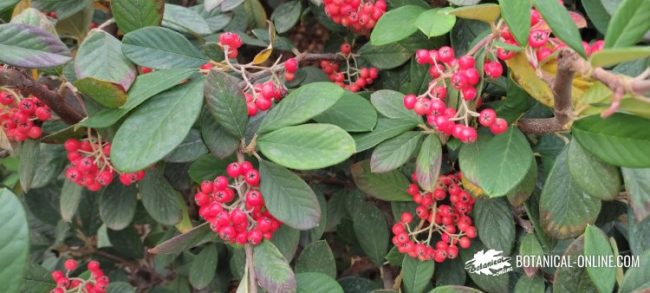 cotoneaster