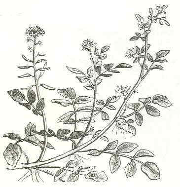 watercress drawing