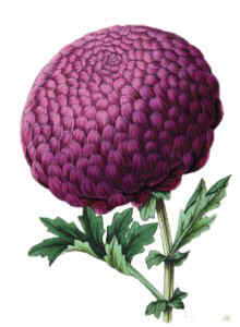 Drawing of chrysanthemum