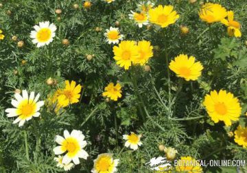 Chrysanthemum coronarium