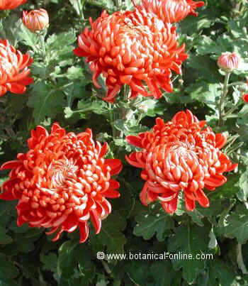 chrysanthemum