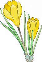 Crocus