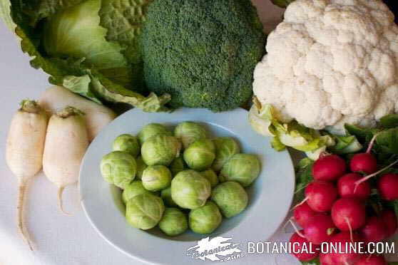 Photo of cruciferous: cabbage, radishes, turnips, Brussels sprouts, cauliflower and broccoli