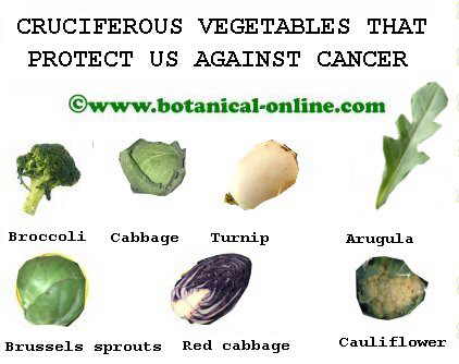 Cruciferous against cancer