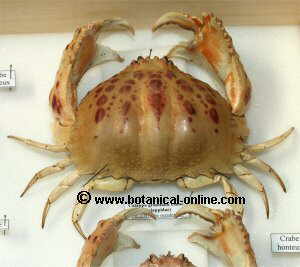 Shamefaced crab