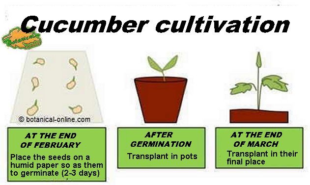 Cultivation and care of cucumber, planting cucumis sativus