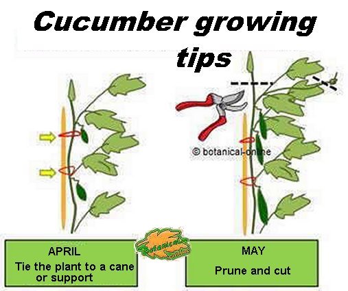 cucumber pruning and guiding tips