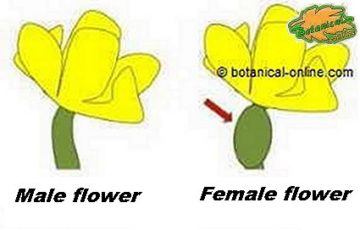 Female and male cucumber flowers drawing