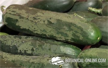  cucumber mosaic virus