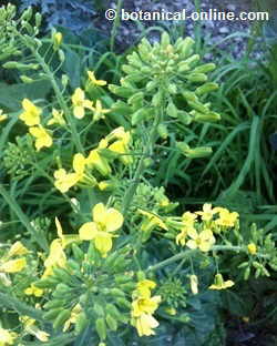 Yellow flowers of cabbage