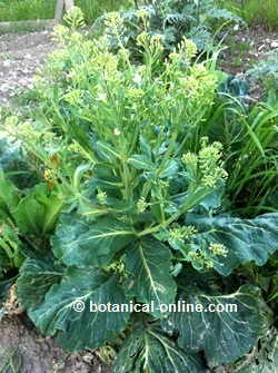 cabbage with flowers