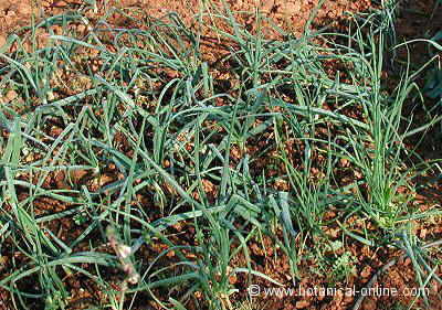 Garlic cultivation