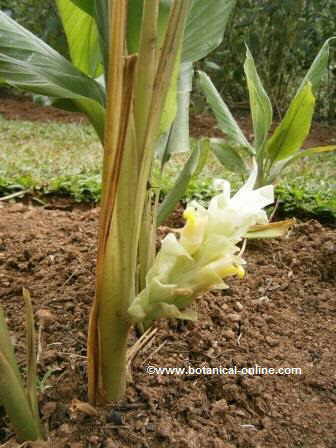 Turmeric flower