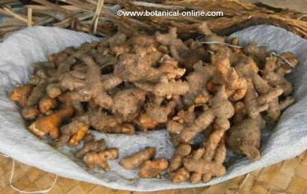 Fresh turmeric rhizome in a market in the South of Asia