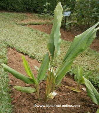 Turmeric plant ( Curcuma longa)